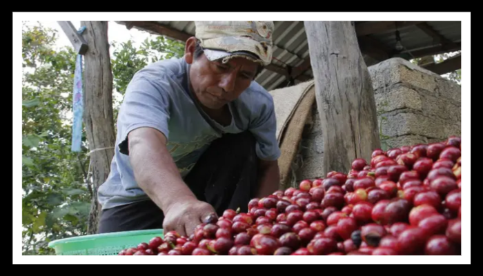 Precio del café cae a más del 60 por ciento en Veracruz